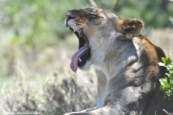 Kenya_Leones_OlPejeta_DSC_0777_retocada
