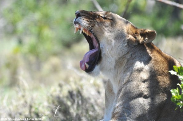 Kenya_Leones_OlPejeta_DSC_0778_retocada