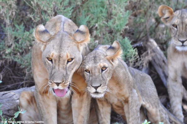 Kenya_Leones_Samburu_B_DSC_0045_retocada