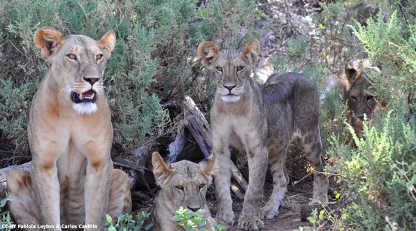 Kenya_Leones_Samburu_B_DSC_0054_retocada