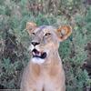 Kenya_Leones_Samburu_B_DSC_0058_retocada
