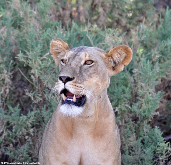 Kenya_Leones_Samburu_B_DSC_0058_retocada