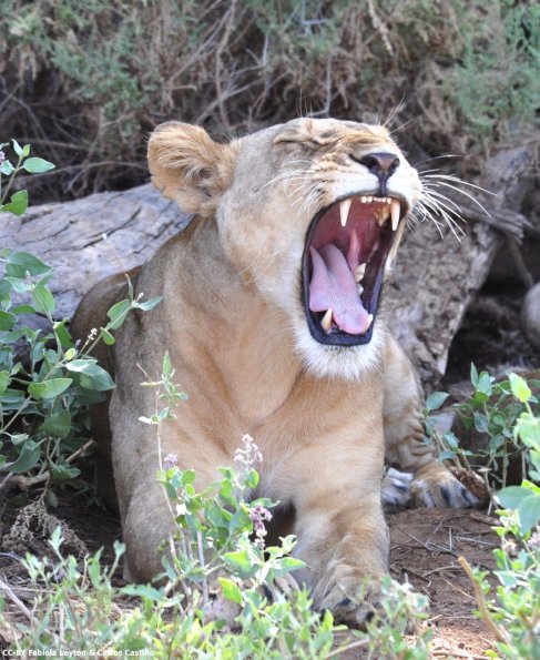 Kenya_Leones_Samburu_B_DSC_0100_retocada