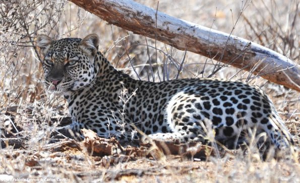 Kenya_Leopardo_Samburu_A_DSC_0931_retocada