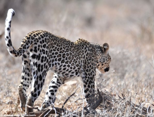 Kenya_Leopardo_Samburu_A_DSC_0968_retocada