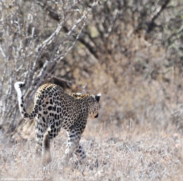 Kenya_Leopardo_Samburu_A_DSC_0972_retocada