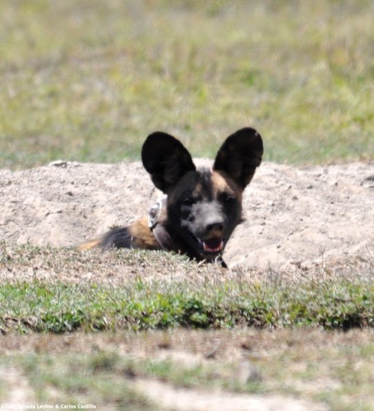 Kenya_Perros Salvajes_OlPejeta_DSC_0619_retocada