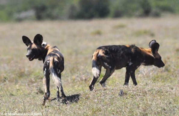 Kenya_Perros Salvajes_OlPejeta_DSC_0638_retocada