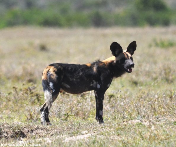 Kenya_Perros Salvajes_OlPejeta_DSC_0640_retocada