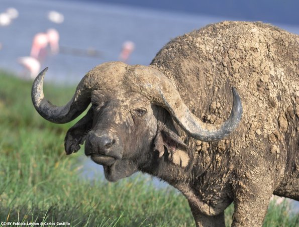 Kenya_Bufalo_Naivasha_DSC_0419_retocada