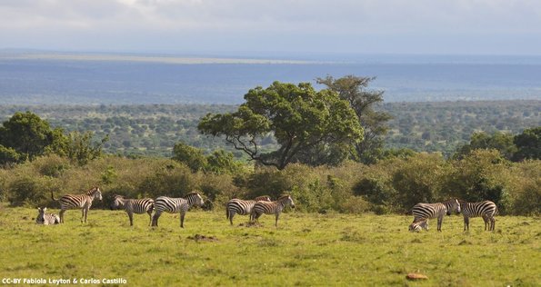 Kenya_Cebra_MasaaiMara_A_DSC_0971_retocada