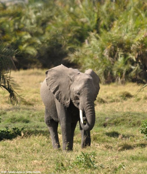 Kenya_Elefantes_Amboseli_B_DSC_0106_retocada