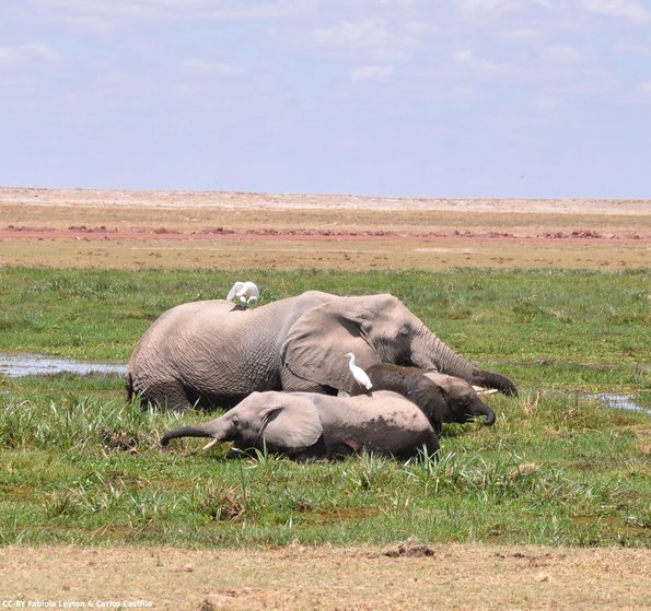 Kenya_Elefantes_Amboseli_B_DSC_0302_retocada