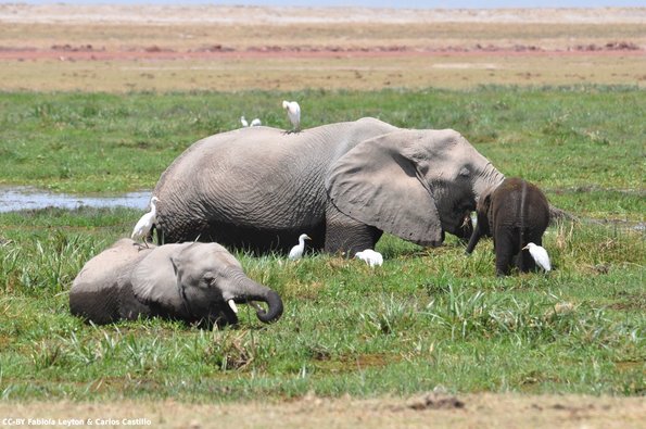 Kenya_Elefantes_Amboseli_B_DSC_0306_retocada