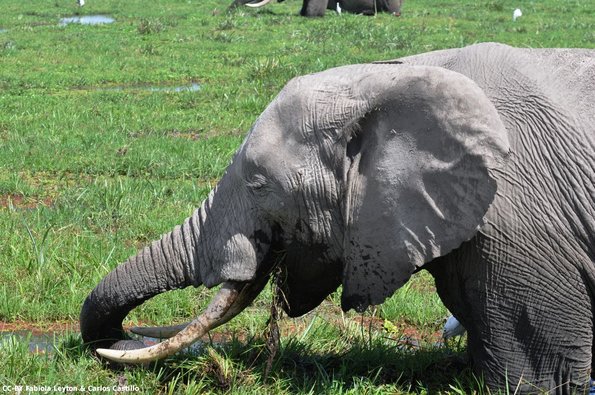 Kenya_Elefantes_Amboseli_B_DSC_0441_retocada