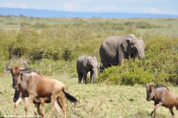 Kenya_Elefantes_MasaaiMara_B_DSC_0087_retocada