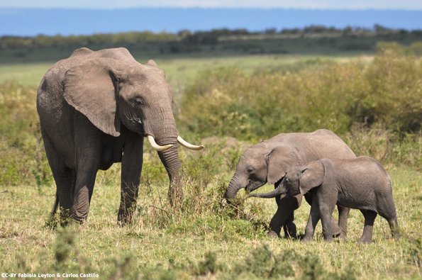 Kenya_Elefantes_MasaaiMara_B_DSC_0110_retocada