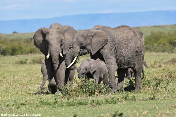 Kenya_Elefantes_MasaaiMara_B_DSC_0143_retocada
