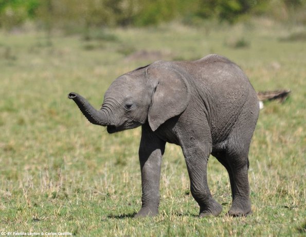Kenya_Elefantes_MasaaiMara_B_DSC_0146_retocada