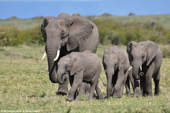 Kenya_Elefantes_MasaaiMara_B_DSC_0153_retocada