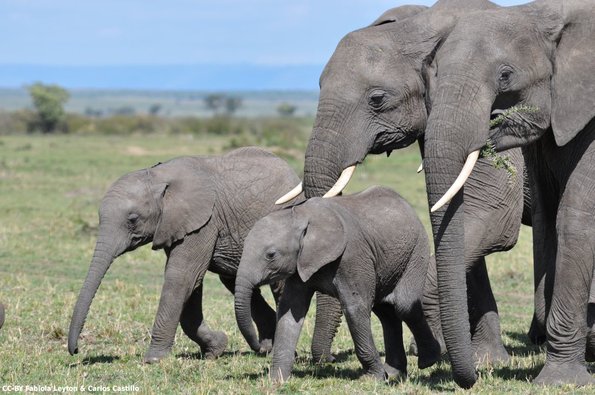 Kenya_Elefantes_MasaaiMara_B_DSC_0160_retocada
