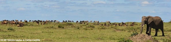 Kenya_Elefantes_MasaaiMara_B_DSC_0178_retocada