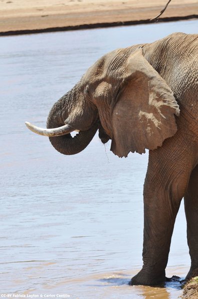 Kenya_Elefantes_Samburu_B_DSC_0329_retocada