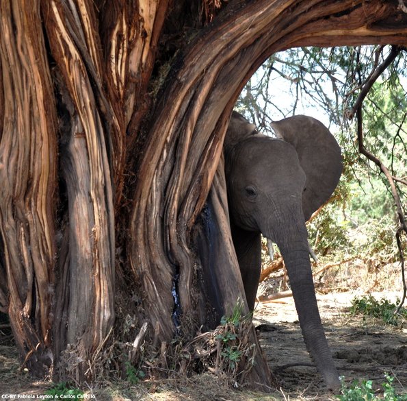 Kenya_Elefantes_Samburu_B_DSC_0389_retocada