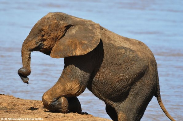 Kenya_Elefantes_Samburu_B_DSC_0429_retocada