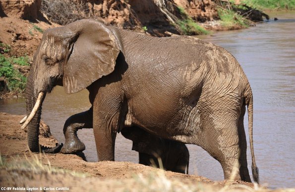 Kenya_Elefantes_Samburu_B_DSC_0464_retocada