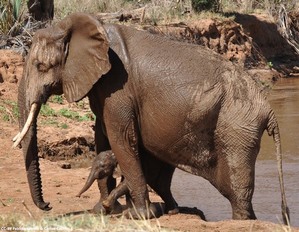 Kenya_Elefantes_Samburu_B_DSC_0468_retocada