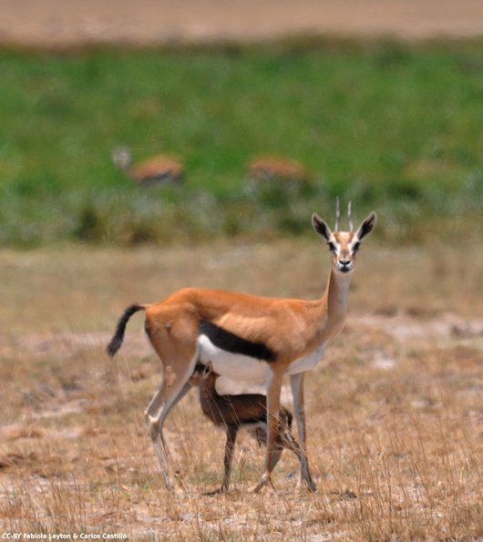 Kenya_Gacelas de Thompson_Amboseli_B_DSC_0354_retocada
