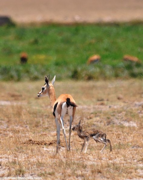 Kenya_Gacelas de Thompson_Amboseli_B_DSC_0355_retocada