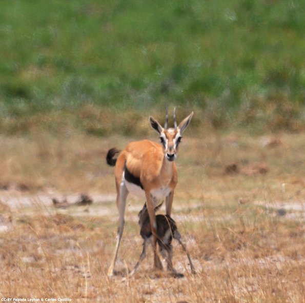 Kenya_Gacelas de Thompson_Amboseli_B_DSC_0367_retocada