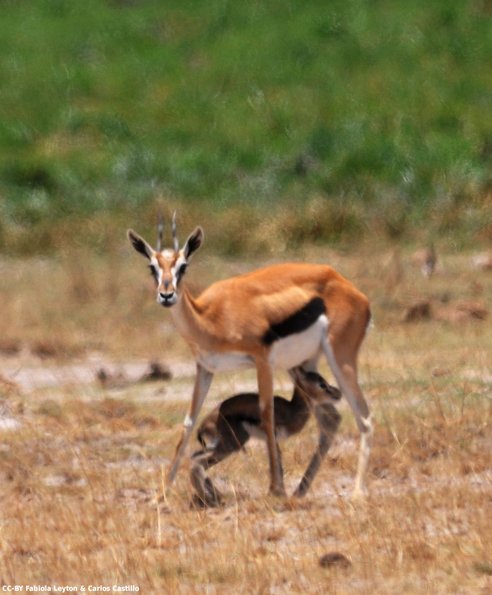 Kenya_Gacelas de Thompson_Amboseli_B_DSC_0375_retocada