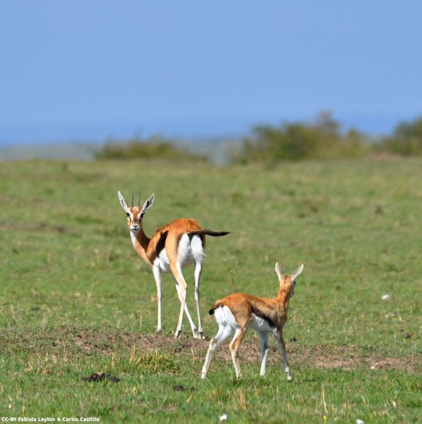 Kenya_Gacelas de Thompson_MasaaiMara_B_DSC_0026_retocada