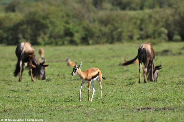 Kenya_Gacelas de Thompson_MasaaiMara_B_DSC_0039_retocada