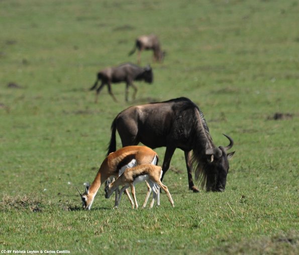 Kenya_Gacelas de Thompson_MasaaiMara_B_DSC_0044_retocada