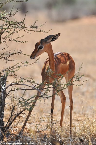Kenya_Gerenuk_Samburu_B_DSC_0165_retocada