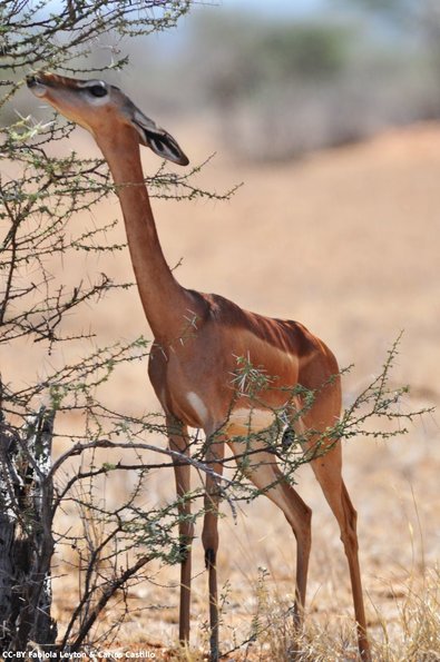 Kenya_Gerenuk_Samburu_B_DSC_0170_retocada