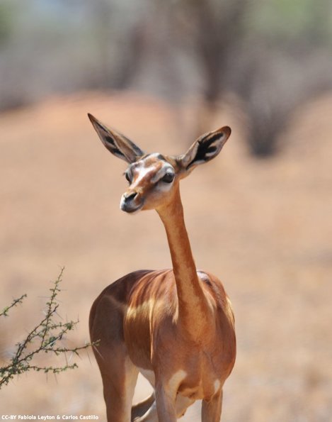Kenya_Gerenuk_Samburu_B_DSC_0175_retocada