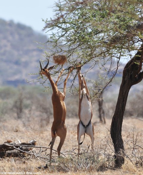 Kenya_Gerenuk_Samburu_B_DSC_0185_retocada