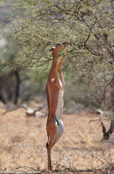 Kenya_Gerenuk_Samburu_B_DSC_0186_retocada