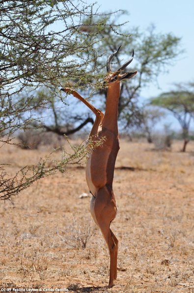 Kenya_Gerenuk_Samburu_B_DSC_0201_retocada