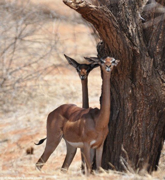 Kenya_Gerenuk_Samburu_B_DSC_0322_retocada