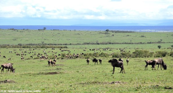 Kenya_Gnu_MasaaiMara_B_DSC_0020_retocada