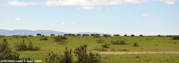Kenya_Gnu_MasaaiMara_B_DSC_0200_retocada
