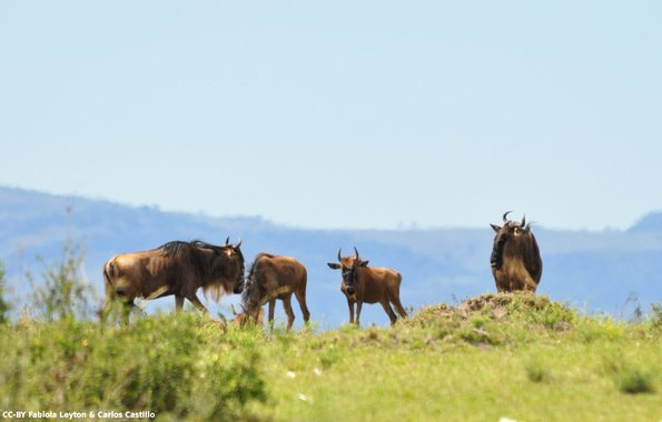 Kenya_Gnu_MasaaiMara_B_DSC_0210_retocada