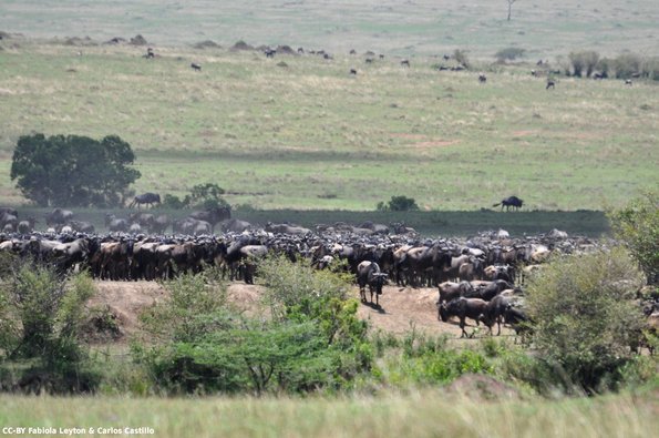 Kenya_Gnu_MasaaiMara_B_DSC_0405_retocada