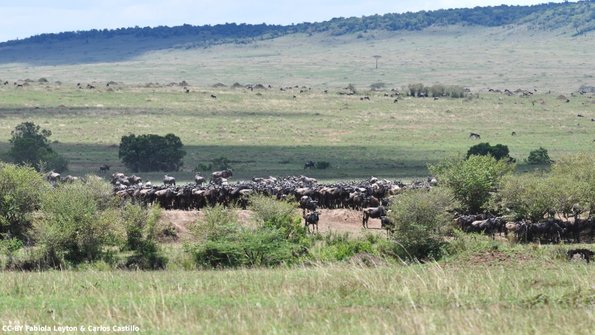 Kenya_Gnu_MasaaiMara_B_DSC_0407_retocada